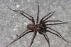 Tegenaria ramblae